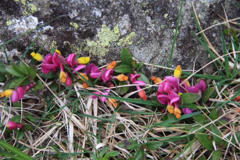 FIORI NELLA NOSTRA VALLE...